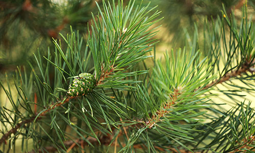 Вихідний JPEG